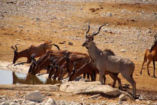 Kuhantilopen und ein Kudu
