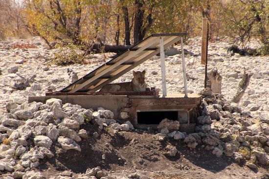 Die Löwin im Schatten