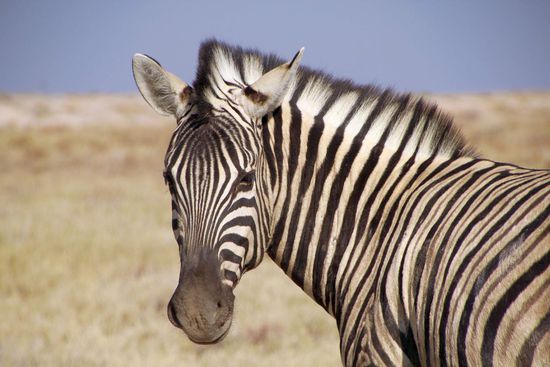 Zebra