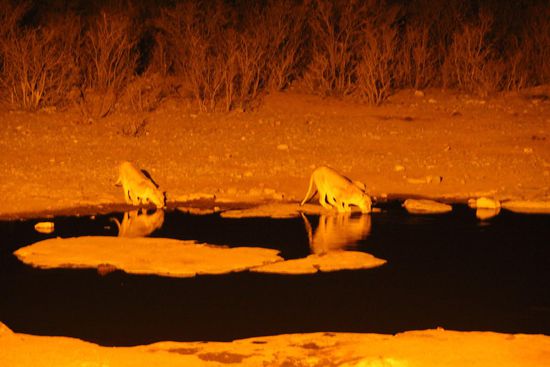 Nachts am Wasserloch