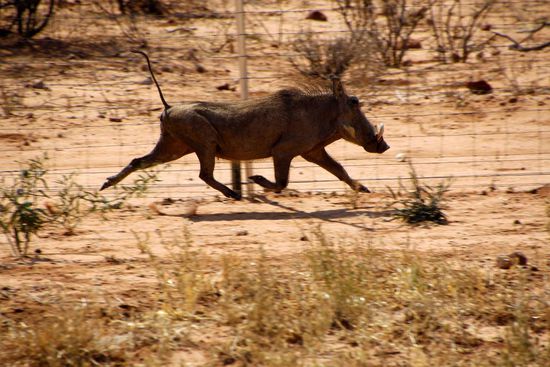 Ein fliegendes Schwein