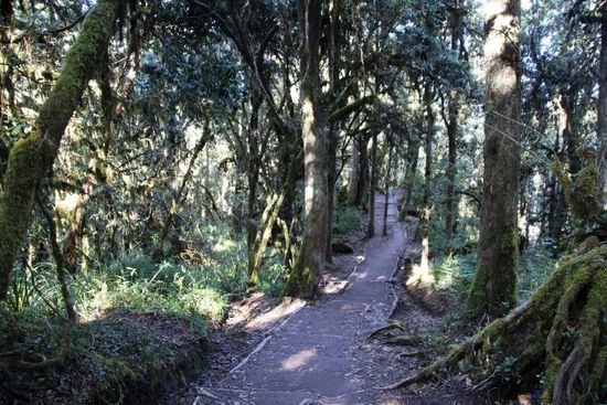 Der Weg durch den Regenwald