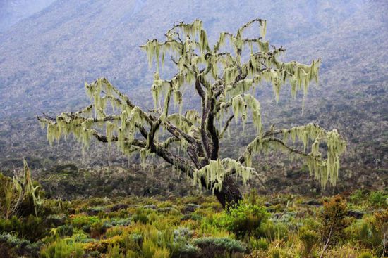 Ein Baum voller Flechten