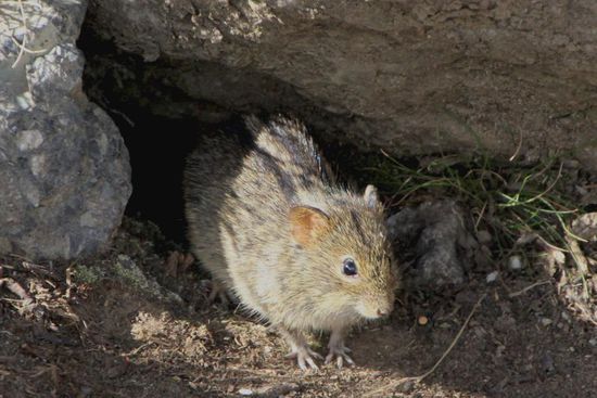 Eine Kilimanjaro-Maus