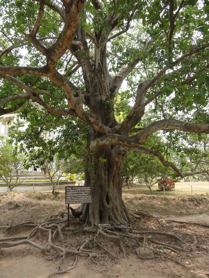 Magic Tree - Hier wurden Lautsprecher aufgehaengt um die Schreie der Opfer nicht zu hoeren.