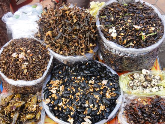 Hier gibts wirklich alles zu essen. Oben Froeschli und Kaefer - Unten Voegel und Riesengrillen