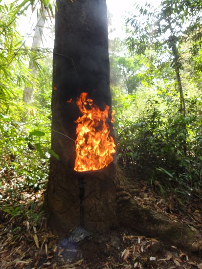 Der Baum hatte schon so ein verrusstes Loch und dieses steckte unser Pnong-Guide dann auch noch in Brand. So ganz hat niemand verstanden aus welchem Grund aber wir glauben sie sammeln so Harz. Auf die Frage ob das denn dem Baum nichts mache meinte er äh nein nein kein problem". ja ja so sind sie im Umgang mit der Natur...