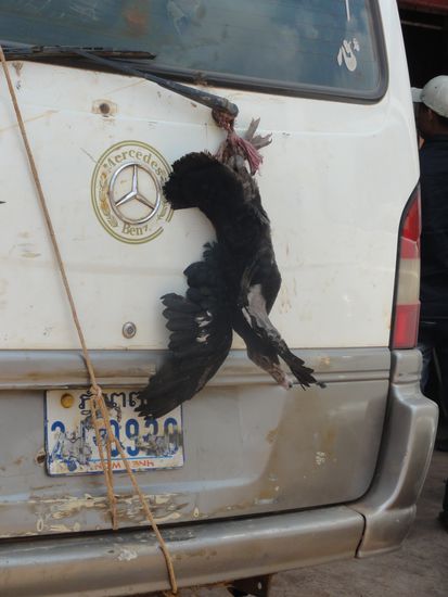 Auch eine Art den Entenbraten nach Hause zu bringen... Tiere werden hier immer lebendig transportiert!