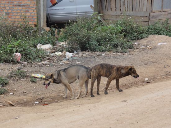 Irgendwo im Nirgendwo von Laos... Was tun die? Wir haben lange spekuliert und ja es ist wonach es aussieht...