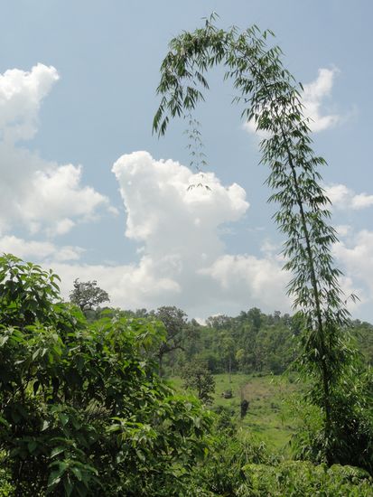 Die Bambuswaelder sind der Wahnsinn!!!