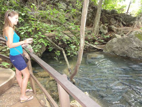 Die vielen Fische...