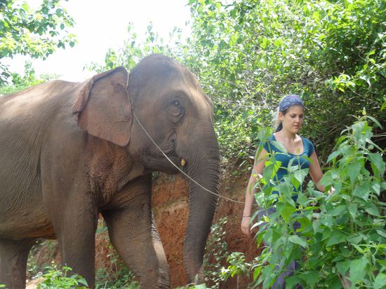Wenn man nicht reitet, werden die Elefanten an der Leine geführt.
