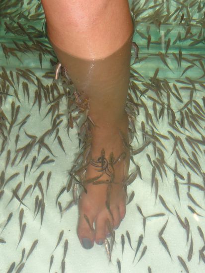 Die Fische fressen die alte Haut ab