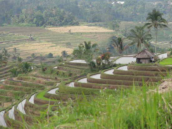 Ricefields