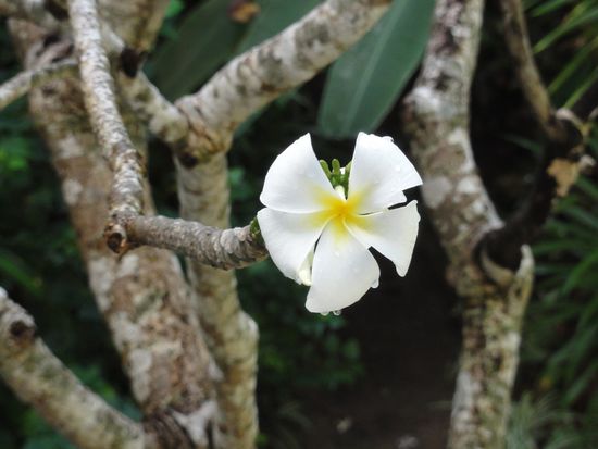 Balis Blüte: Frangipani