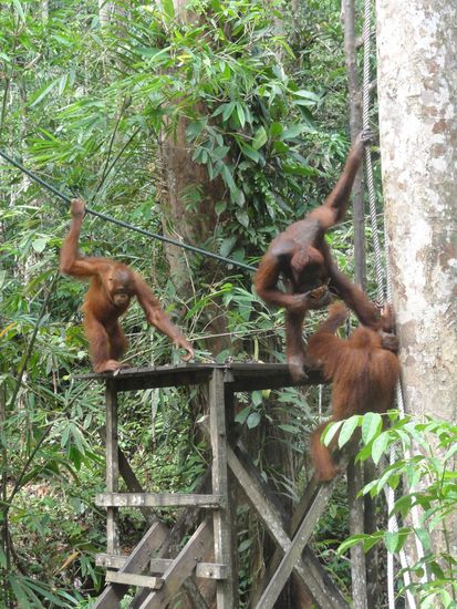 Ihr müsst jetzt halt gaanz viele Affenbildli gucken... Ich hab doch so viele