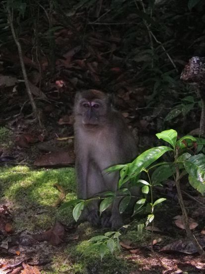 Als wir durch den Dschungel irrten, stand er uns ploetzlich im Weg... Huiuiuiui schnell weg da