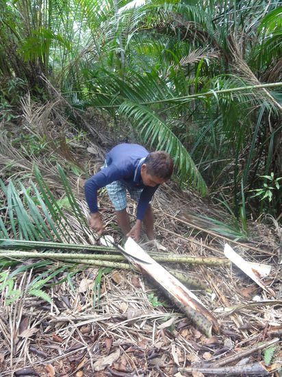 Diesen Baumstamm haben wir gleich gegessen