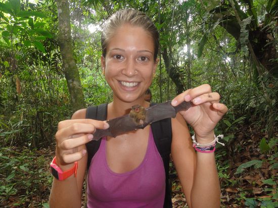 Hui ne kleine Fledermaus