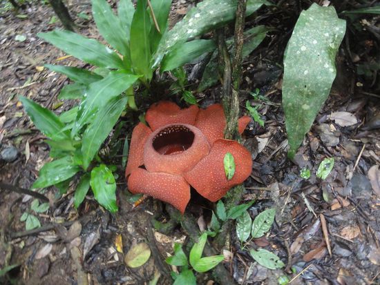 Rafflesiaflower