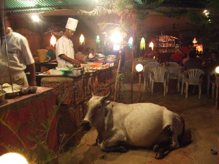 Die Kuh hat es sich im Eingang zum Restaurant gemuetlich gemacht.