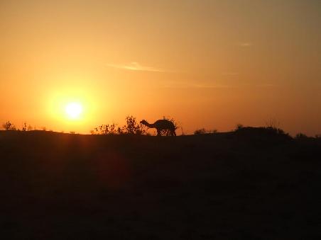 Sonnenaufgang mit Kamel