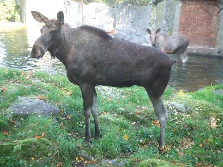 Und ein Elchbaby (oder -kleinkind). Guckt jedenfalls auch ziemlich dämlich
