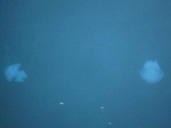 Riesenquallen - duze meduzy w porcie w Sinopie