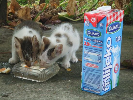 Ania versucht sich als Werbefotografin für Katzenfutter zu empfehlen / No nic nie poradze, slodkie byly
