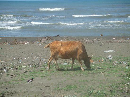 Man merkt hier, dass man sich zwischen Europa und Asien befindet / W Gruzji krowy maja specjalny status i chodza wolno prawie wszedzie, rowniez na plazy