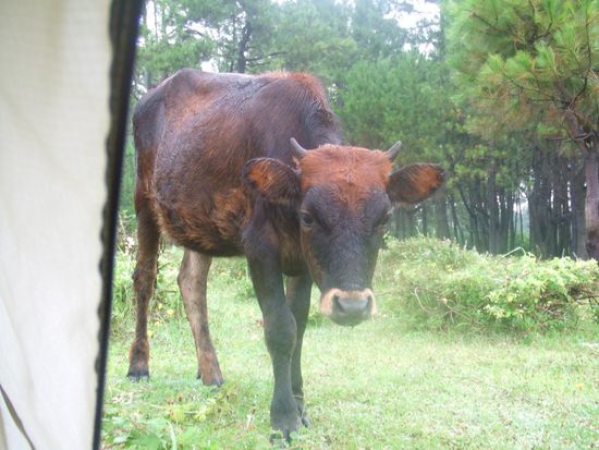 morgentlicher Besuch / Wizyta z samego rana