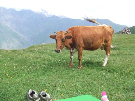 ... und natuerlich Besuch / ... w milym towarzystwie