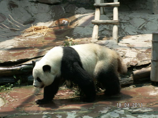 Für das Pandagehege bezahlt man extra Eintritt - es lohnt sich auf alle Fälle .