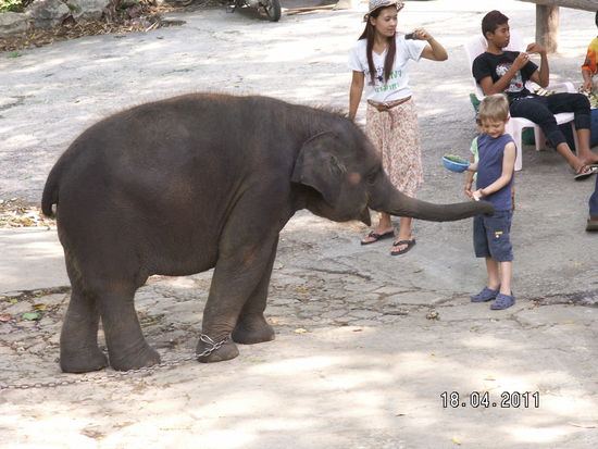 Man kann Elefanten und sogar Raubkatzen füttern, Pony reiten,3D-Filme schauen und Miniquads fahren. Natürlich dürfen die T-Shirt Verkäufer und ein 7/11 nicht fehlen.
Ein kleiner Preisvergleich : Vom Tha Phae Gate sind wir mit dem Tuk Tuk für 100 Baht (2,50 €) hingefahren . Zurück nahmen wir dann ein Songthaew (Sammeltaxi) , dass uns 60 Baht (1,50 €) kostete.