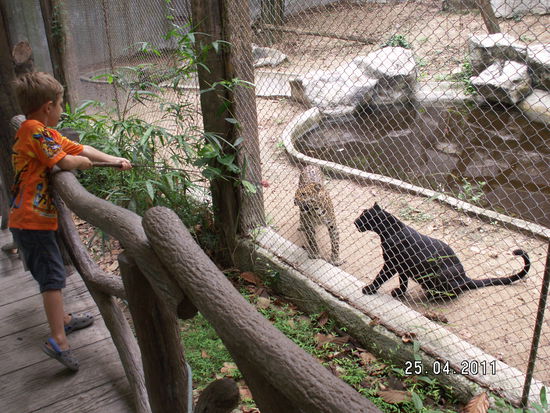 Und weil's so schön war, sind Stefan und Mo nochmals zum Zoo gefahren. Mo beim Raubkatzenfüttern.