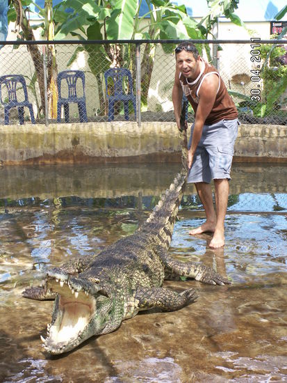 Krokodile aus dem Fluss gezogen......(Jacky und die verbleibenden anderen 4  verursachten mir durchaus verstärktes Herzklopfen- aber alles 100% save - behaupteten die Dompteure).