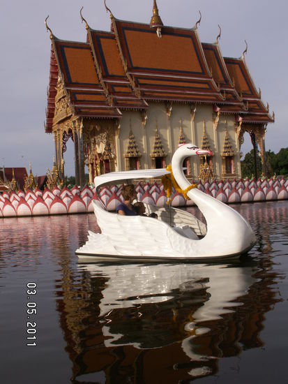Wenn das mal nicht richtig Touri ist... mit dem Tretbootschwan um den Tempel "Wat Plai Laem"