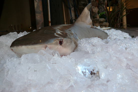 Black Tip Shark on the rocks