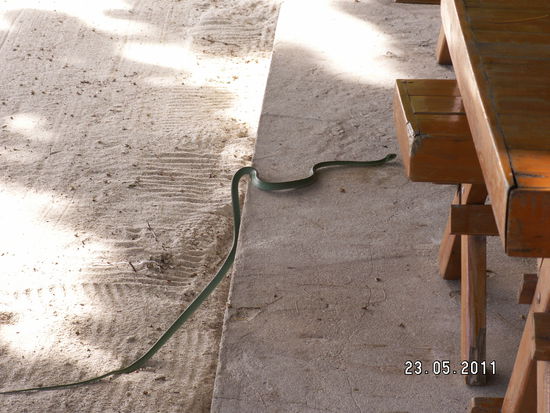 Giftschlange im Restaurant des " Central Cottage " . James , ein Kellner im Central , meint so ca. 2 im Monat fallen vom Baum .
Da sie es sich im Restaurant gemütlich gemacht hat wurde sie leider 5 min. später von einem Thai mit einem großen Stein erschlagen.