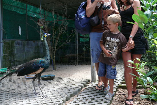 Angst vor dem " Kampfpfau "