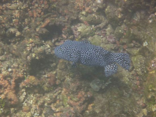 Costaricanischer Tigerhai! 
Isi, FT1 isch im Fau die Bescht! 