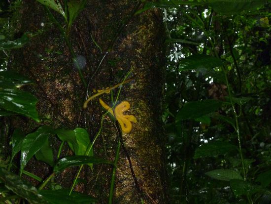 gemäss Tico zimli giftig...