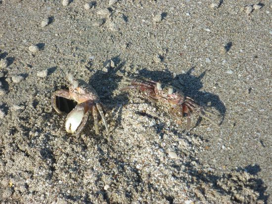 sogar d'chräbsli hei d'sunnebrülle montiert 