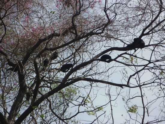 Sitzen die Affen auf den Bäumen, kann man sich an der Sonne bräunen...emu bi üs trifft das zue 