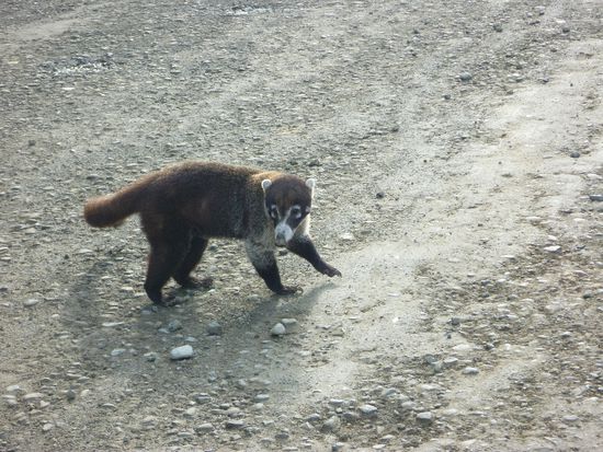 Der arme Zottel sucht seine Familie auf der Strasse...