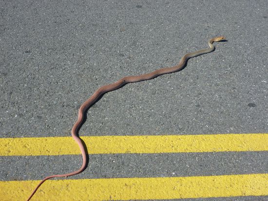 Auf der Strasse am bräunen, obwohl das eher rot aussieht...Wir denken auch dieses Tier hat seine "Giftigkeit"...