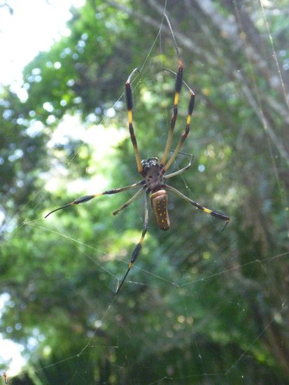 Lorena hat sich trotz zahlreichen Begegnungen mit diesen Tierchen noch nicht angefreundet