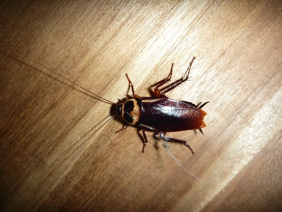 eigentlich nichts Spektakuläres, ausser wenn sich diese Dinger im Badetuch von Lorena heimisch machen 