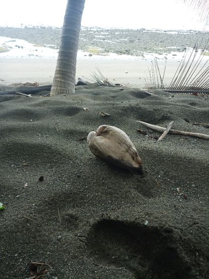 Man nehme ein rohes, frischen Palmen-Ei...