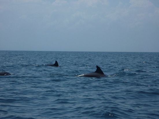 und do no uesi Hus-Tier...